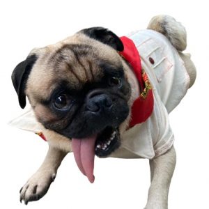 Guayabera Jarochita para perro y gato/ camisa artesanal para mascota