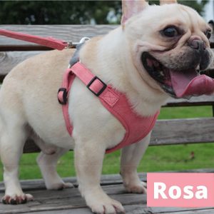 Pechera Arnés para Perro para Correr o Caminar / Pechera para Perro Ajustable Ergonómico