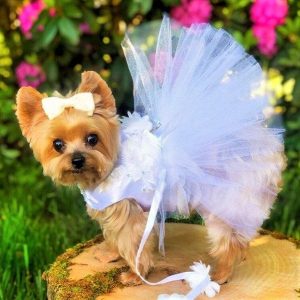 Vestidos elegant para perro, vestido de boda para perro, vestido de cumpleaños para perro, vestidos de fiesta para perro con lazo, para