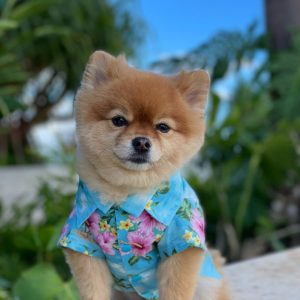 Camisa Hawaiana para mascota/ camisa de temporada para perro y gato
